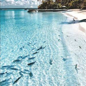 Meet your Posher, Abbey